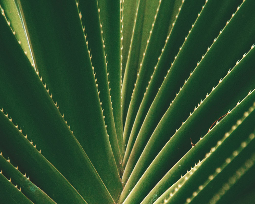 Aloe vera